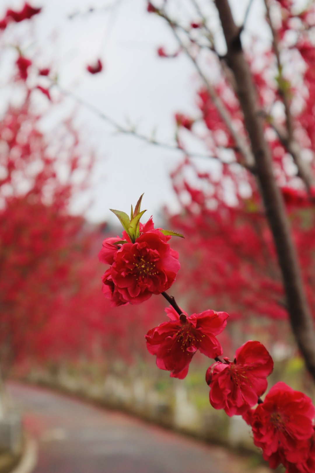 "落红"惊艳!花乡茶谷已被染成一片绯红