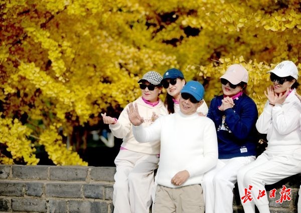 古城银杏金灿灿