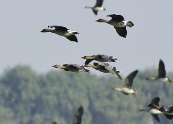 府河候鸟冬归来