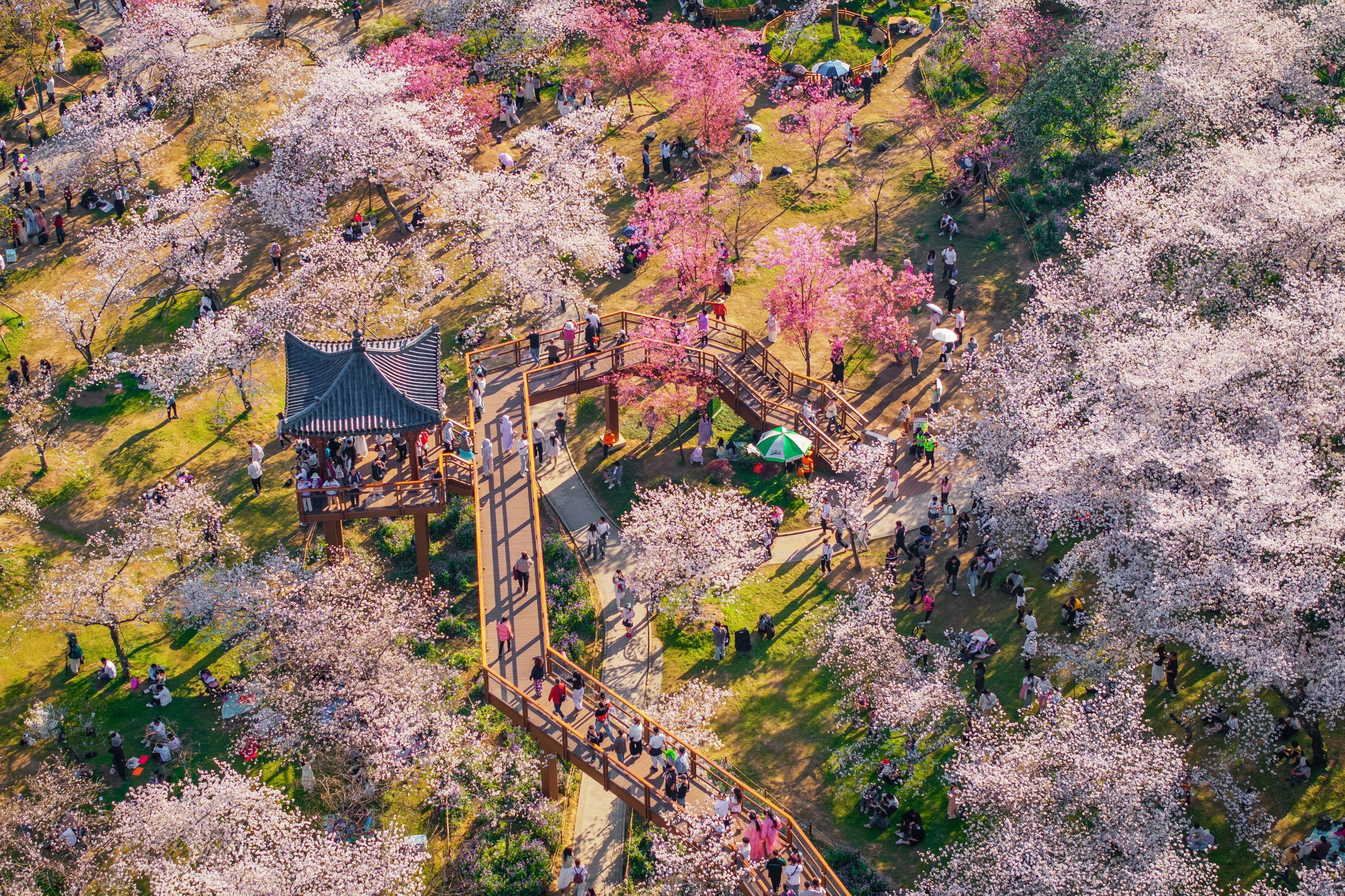 武汉东湖樱花园满园樱花全面盛放，最佳观赏期到了！一起来武汉东湖磨山樱花园看樱花吧(图1)