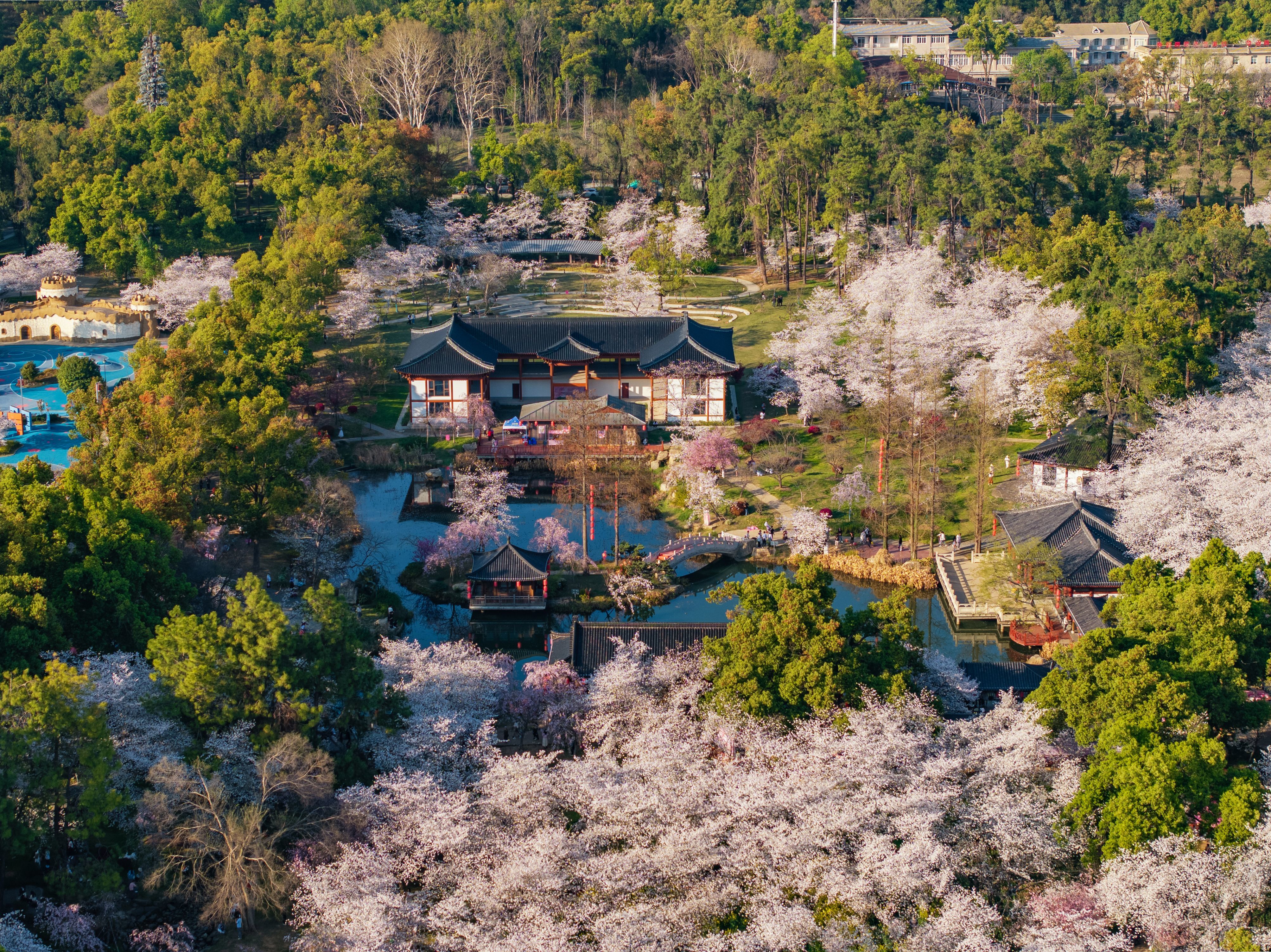 武汉东湖樱花园满园樱花全面盛放，最佳观赏期到了！一起来武汉东湖磨山樱花园看樱花吧(图2)