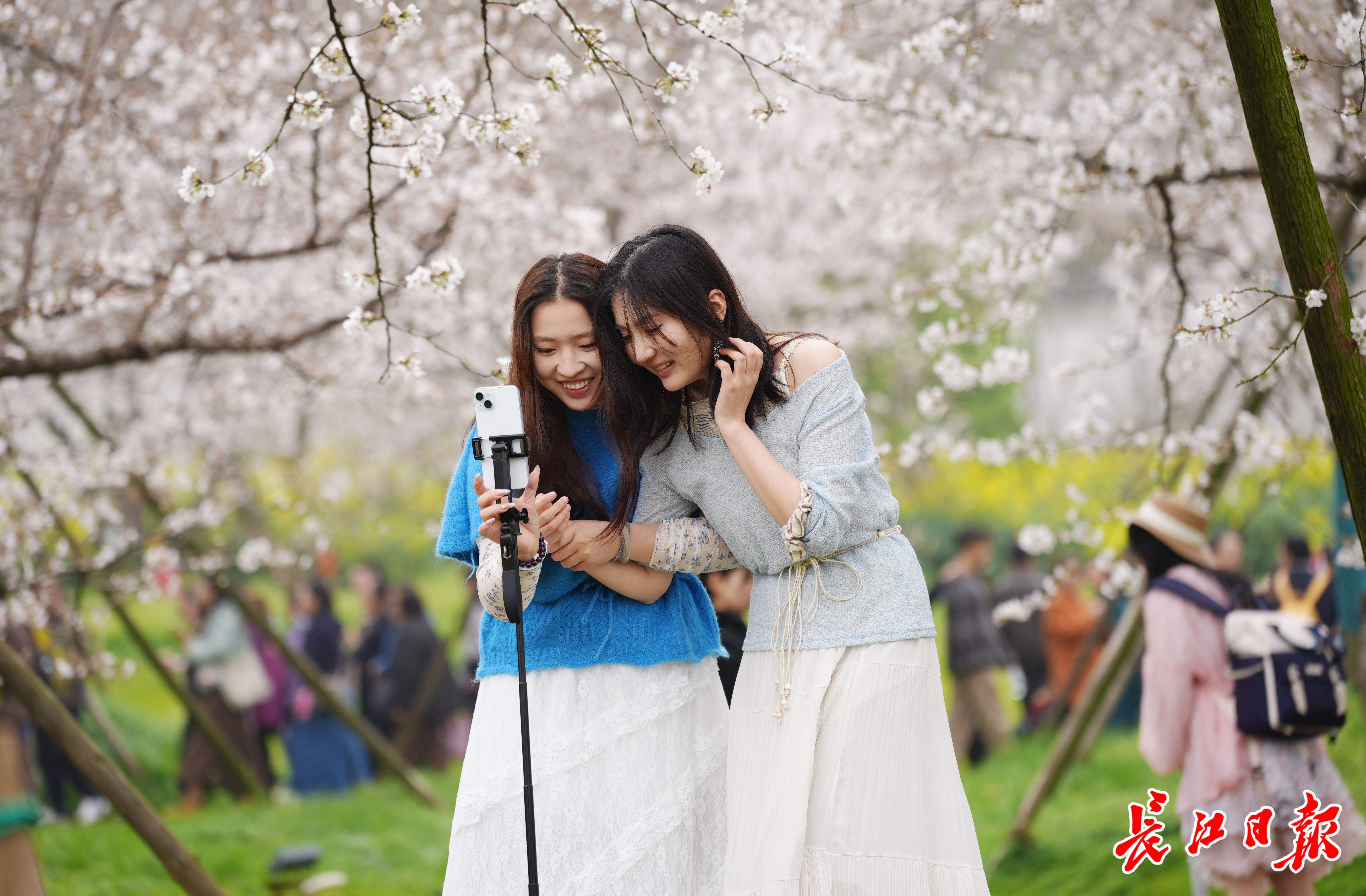 武汉东湖樱花园满园樱花全面盛放，最佳观赏期到了！一起来武汉东湖磨山樱花园看樱花吧(图4)